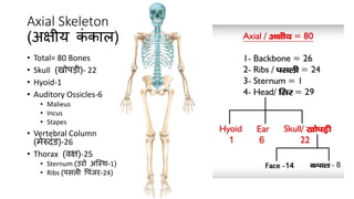 Axial Skeleton
(अक्षीय क
ं काल)
• Total= 80 Bones
• Skull (खोपडी)- 22
• Hyoid-1
• Auditory Ossicles-6
• Malieus
• Incus
• Stapes
• Vertebral Column
(मेरुदंड)-26
• Thorax (वक्ष)-25
• Sternum (उरो अस्थि-1)
• Ribs (पसली पपंजर-24)
 