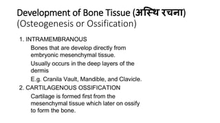 Development of Bone Tissue (अस्थि रचना)
(Osteogenesis or Ossification)
 