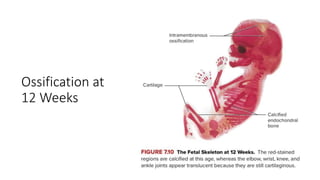 Ossification at
12 Weeks
 