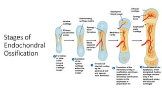 Stages of
Endochondral
Ossification
 