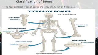 Classification of Bones,
• The four principal types of bones are long, short, flat and irregular.
 