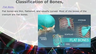 Classification of Bones,
Flat Bone,
Flat bones are thin, flattened, and usually curved. Most of the bones of the
cranium are flat bones.
 
