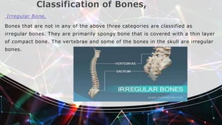 Classification of Bones,
Irregular Bone,
Bones that are not in any of the above three categories are classified as
irregular bones. They are primarily spongy bone that is covered with a thin layer
of compact bone. The vertebrae and some of the bones in the skull are irregular
bones.
 