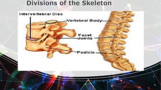 Divisions of the Skeleton
 