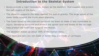 Introduction to the Skeletal System
• Bones provide a rigid framework, known as the skeleton, that support and protect
the soft organs of the body.
• The skeleton supports the body against the pull of gravity. The large bones of the
lower limbs support the trunk when standing.
• The fused bones of the cranium surround the brain to make it less vulnerable to
injury. Vertebrae surround and protect the spinal cord and bones of the rib cage
help protect the heart and lungs of the thorax.
• The skeleton makes up about 20% of the human mass.
• Your nose and ears are not made of bone; they are made of cartilages
 