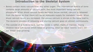 Introduction to the Skeletal System
• Bones contain more calcium than any other organ. The intercellular matrix of bone
contains large amounts of calcium salts, the most important being calcium
phosphate. When blood calcium levels decrease below normal, calcium is released
from the bones so that there will be an adequate supply for metabolic needs. When
blood calcium levels are increased, the excess calcium is stored in the bone matrix.
The dynamic process of releasing and storing calcium goes on almost continuously.
• The outside of a bone is hard, but the inside is softer, made of marrow. Young
children have soft bones which keep on growing, once we reach twenty years old
our bones stop growing.
 