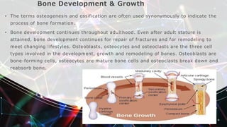 Bone Development & Growth
• The terms osteogenesis and ossification are often used synonymously to indicate the
process of bone formation.
• Bone development continues throughout adulthood. Even after adult stature is
attained, bone development continues for repair of fractures and for remodeling to
meet changing lifestyles. Osteoblasts, osteocytes and osteoclasts are the three cell
types involved in the development, growth and remodeling of bones. Osteoblasts are
bone-forming cells, osteocytes are mature bone cells and osteoclasts break down and
reabsorb bone.
 