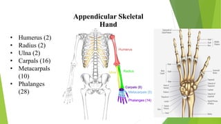 Skeletal system | PDF