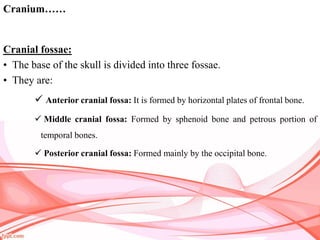 Fossae Skeletal system | PDF