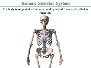 Skeletal system | PDF