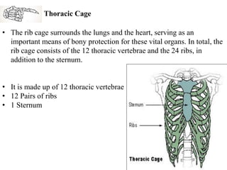 Total Ribs Skeletal system | PDF