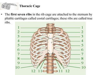 Skeletal system | PDF