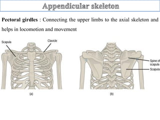 Skeletal system | PDF