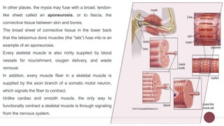 Skeletal system | PPTX