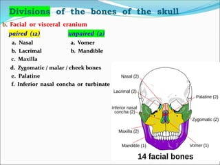 Divisions of the bones of the skull
b. Facial or visceral cranium
paired (12) unpaired (2)
a. Nasal a. Vomer
b. Lacrimal b. Mandible
c. Maxilla
d. Zygomatic / malar / cheek bones
e. Palatine
f. Inferior nasal concha or turbinate
 