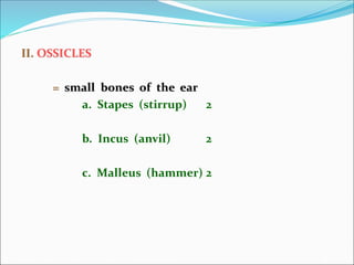 II. OSSICLES
= small bones of the ear
a. Stapes (stirrup) 2
b. Incus (anvil) 2
c. Malleus (hammer) 2
 