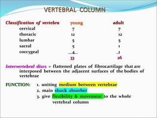 VERTEBRAL COLUMN
Classification of vertebra young adult
cervical 7 7
thoracic 12 12
lumbar 5 5
sacral 5 1
coccygeal 4 1
33 26
Intervertebral discs = flattened plates of fibrocartilage that are
interposed between the adjacent surfaces of the bodies of
vertebrae
FUNCTION: 1. uniting medium between vertebrae
2. main shock absorber
3. give flexibility & movement to the whole
vertebral column
 