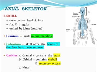 AXIAL SKELETON
I. SKULL
= skeleton --- head & face
= flat & irregular
= united by joints (sutures)
 Cranium -- skull minus mandible
 Calvarium -- skull after the bones of
the face have been removed
 Cavities: a. Cranial - contains the brain
b. Orbital - contains eyeball
& accessory organs
c. Nasal
 