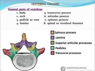VERTEBRAL COLUMN
General parts of vertebrae
1. body 5. transverse process
2. arch 6. articular process
3. pedicle or root 7. spinous process
4. lamina 8. spinal or vertebral foramen
 