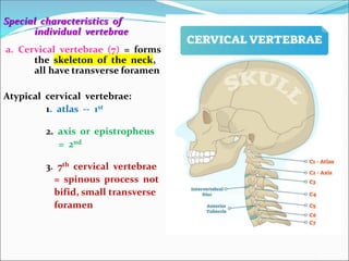 Special characteristics of
individual vertebrae
a. Cervical vertebrae (7) = forms
the skeleton of the neck,
all have transverse foramen
Atypical cervical vertebrae:
1. atlas -- 1st
2. axis or epistropheus
= 2nd
3. 7th cervical vertebrae
= spinous process not
bifid, small transverse
foramen
 