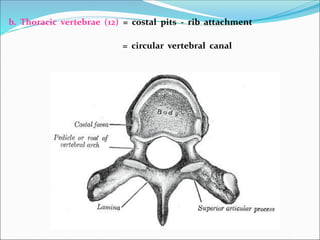 b. Thoracic vertebrae (12) = costal pits - rib attachment
= circular vertebral canal
 