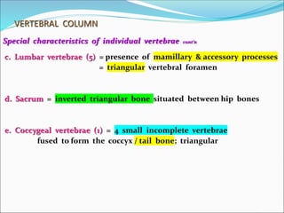 VERTEBRAL COLUMN
Special characteristics of individual vertebrae cont’n
c. Lumbar vertebrae (5) = presence of mamillary & accessory processes
= triangular vertebral foramen
d. Sacrum = inverted triangular bone situated between hip bones
e. Coccygeal vertebrae (1) = 4 small incomplete vertebrae
fused to form the coccyx / tail bone; triangular
 