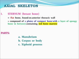 AXIAL SKELETON
I. STERNUM (breast bone)
= flat bone, found on anterior thoracic wall
= composed of 2 plates of compact bone with a layer of spongy
bone in between containing red bone marrow
PARTS:
a. Manubrium
b. Corpus or body
c. Xiphoid process
 