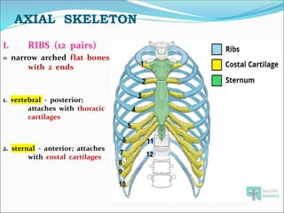 AXIAL SKELETON
I. RIBS (12 pairs)
= narrow arched flat bones
with 2 ends
1. vertebral - posterior;
attaches with thoracic
cartilages
2. sternal - anterior; attaches
with costal cartilages
 
