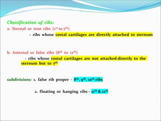 Classification of ribs:
a. Sternal or true ribs (1st to 7th)
- ribs whose costal cartilages are directly attached to sternum
b. Asternal or false ribs (8th to 12th)
- ribs whose costal cartilages are not attached directly to the
sternum but to 7th
subdivisions: 1. false rib proper - 8th, 9th, 10th ribs
2. floating or hanging ribs – 11th & 12th
 