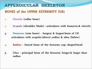 APPENDICULAR SKELETON
BONES of the UPPER EXTREMITY (UE)
1. Clavicle (collar bone)
2. Scapula (shoulder blade) – articulates with humerus & clavicle
3. Humerus (arm bone) - longest & largest bone of UE
articulates with scapula (above) ,radius & ulna (below)
4. Radius - lateral bone of the forearm; cup- shaped head
5. Ulna - principal bone of the forearm; longer & larger than
radius
 