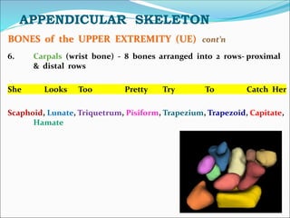 APPENDICULAR SKELETON
BONES of the UPPER EXTREMITY (UE) cont’n
6. Carpals (wrist bone) - 8 bones arranged into 2 rows- proximal
& distal rows
She Looks Too Pretty Try To Catch Her
Scaphoid, Lunate, Triquetrum, Pisiform, Trapezium, Trapezoid, Capitate,
Hamate
 