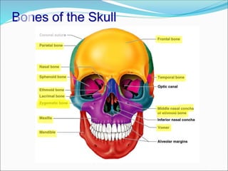 Bones of the Skull
 