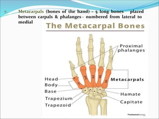 7. Metacarpals (bones of the hand) - 5 long bones placed
between carpals & phalanges - numbered from lateral to
medial
 