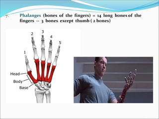7. Phalanges (bones of the fingers) = 14 long bones of the
fingers -- 3 bones except thumb ( 2 bones)
 