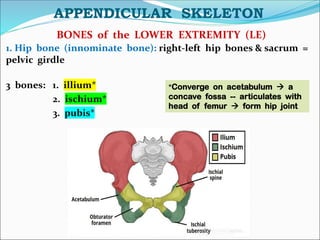 APPENDICULAR SKELETON
BONES of the LOWER EXTREMITY (LE)
1. Hip bone (innominate bone): right-left hip bones & sacrum =
pelvic girdle
3 bones: 1. illium*
2. ischium*
3. pubis*
*Converge on acetabulum → a
concave fossa -- articulates with
head of femur → form hip joint
 