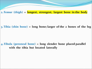 2. Femur (thigh) = longest, strongest, largest bone in the body
3. Tibia (shin bone) = long bone; larger of the 2 bones of the leg
4. Fibula (peroneal bone) = long slender bone placed parallel
with the tibia but located laterally
 
