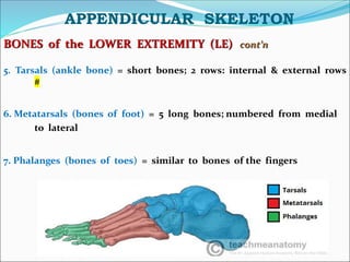 APPENDICULAR SKELETON
BONES of the LOWER EXTREMITY (LE) cont’n
5. Tarsals (ankle bone) = short bones; 2 rows: internal & external rows
#
6. Metatarsals (bones of foot) = 5 long bones; numbered from medial
to lateral
7. Phalanges (bones of toes) = similar to bones of the fingers
 