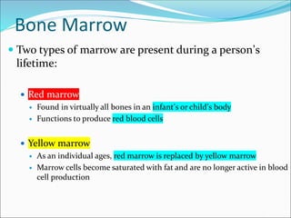 Bone Marrow
 Two types of marrow are present during a person’s
lifetime:
 Red marrow
 Found in virtually all bones in an infant’s or child’s body
 Functions to produce red blood cells
 Yellow marrow
 As an individual ages, red marrow is replaced by yellow marrow
 Marrow cells become saturated with fat and are no longer active in blood
cell production
 