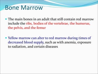 Bone Marrow
 The main bones in an adult that still contain red marrow
include the ribs, bodies of the vertebrae, the humerus,
the pelvis, and the femur
 Yellow marrow can alter to red marrow during times of
decreased blood supply, such as with anemia, exposure
to radiation, and certain diseases
 
