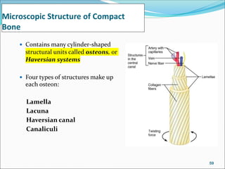 Microscopic Structure of Compact
Bone
 Contains many cylinder-shaped
structural units called osteons, or
Haversian systems
 Four types of structures make up
each osteon:
Lamella
Lacuna
Haversian canal
Canaliculi
59
 