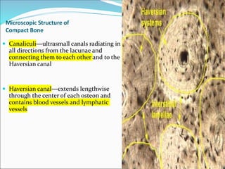 Microscopic Structure of
Compact Bone
 Canaliculi—ultrasmall canals radiating in
all directions from the lacunae and
connecting them to each other and to the
Haversian canal
 Haversian canal—extends lengthwise
through the center of each osteon and
contains blood vessels and lymphatic
vessels
61
 