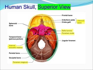 Human Skull, Superior View
 