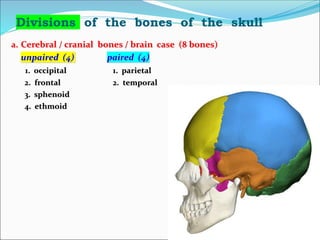 Divisions of the bones of the skull
a. Cerebral / cranial bones / brain case (8 bones)
unpaired (4) paired (4)
1. occipital 1. parietal
2. frontal 2. temporal
3. sphenoid
4. ethmoid
 