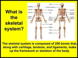 What is
the
skeletal
system?
The skeletal system is composed of 206 bones that,
along with cartilage, tendons, and ligaments, make
up the framework or skeleton of the body.
 