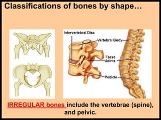 Classifications of bones by shape…
IRREGULAR bones include the vertebrae (spine),
and pelvic.
 
