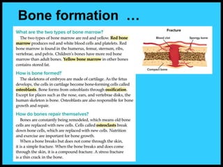 Bone formation …
 