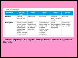 The bones of joints are held together by tough bands of connective tissue called
ligaments.
 