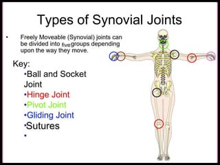 The bones of joints are held together by tough bands of connective tissue called
ligaments.
Sutures
five
 