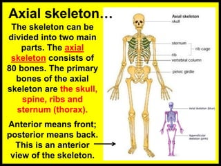 The skeleton can be
divided into two main
parts. The axial
skeleton consists of
80 bones. The primary
bones of the axial
skeleton are the skull,
spine, ribs and
sternum (thorax).
Anterior means front;
posterior means back.
This is an anterior
view of the skeleton.
Axial skeleton…
 