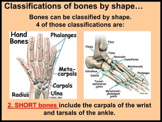 Classifications of bones by shape…
Bones can be classified by shape.
4 of those classifications are:
2. SHORT bones include the carpals of the wrist
and tarsals of the ankle.
 